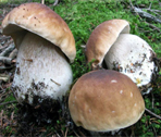 Raccolta funghi in Valle d'Aosta