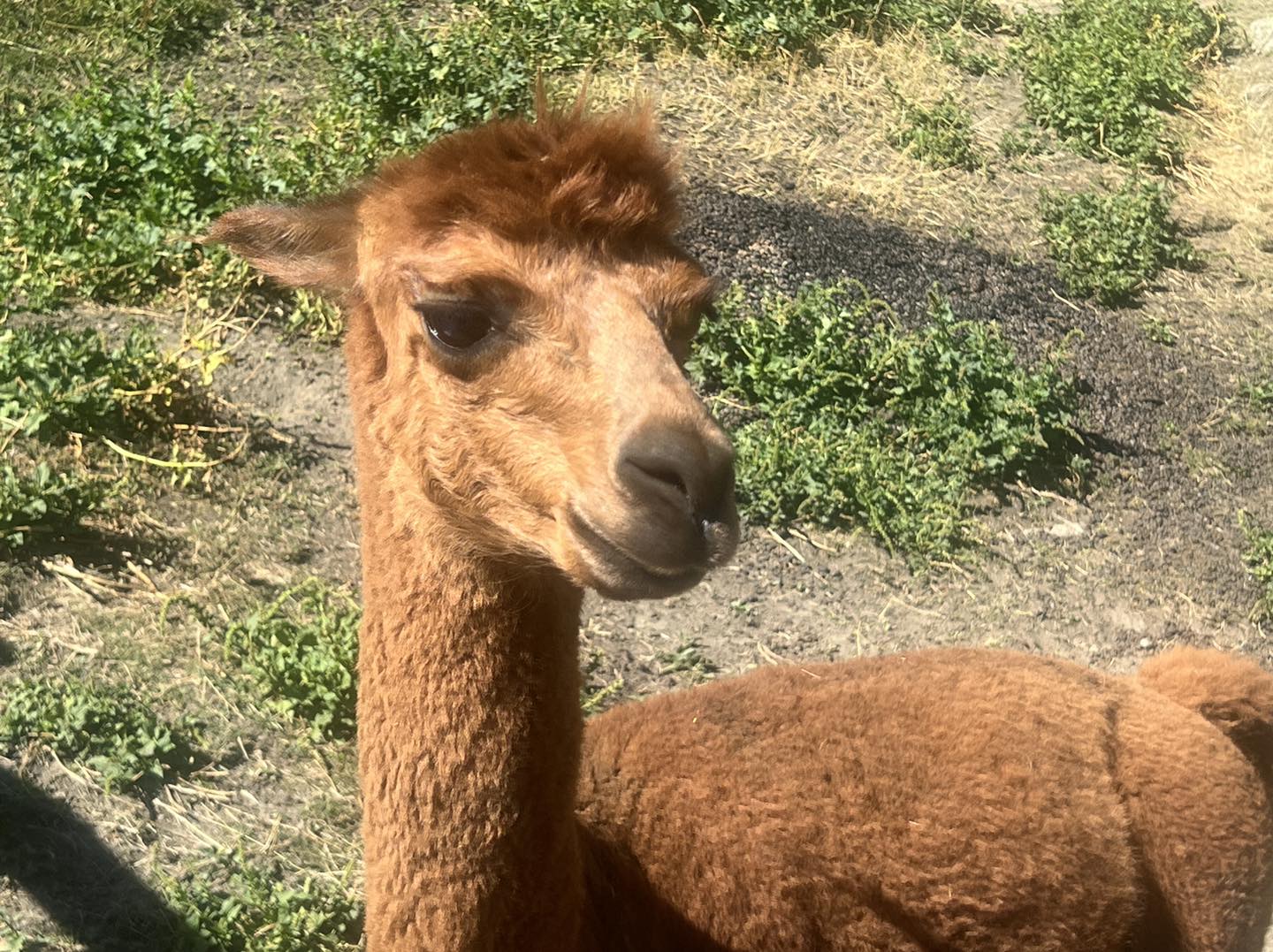 clicca l'immagine per ingrandire