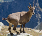 Fauna alpina - Valle d'Aosta