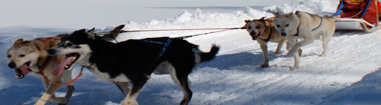Sleddog - Slitte trainate dai cani in Valle d'Aosta